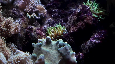 Close up view of the seabed, algae and corals Stock Footage 252002491