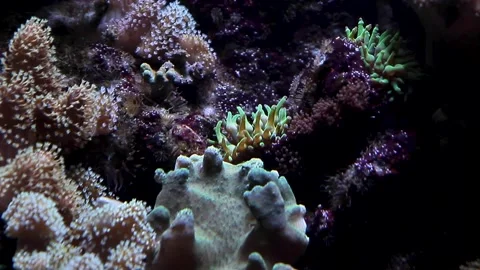 Close up view of the seabed, algae and corals. Stock Footage 252002494