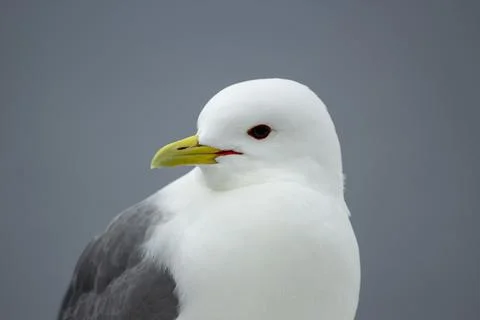 Close up view of a seagull with beatiful white and grey feathers Stock Photos