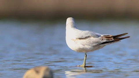 Close up view of Seagull bird cleaning and eating fish in the lake. Stockbeeldmateriaal 308127799