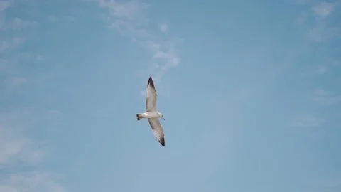 Close up view of Seagull is flying in blue sky, Slow Motion footage Stock Footage 163505460