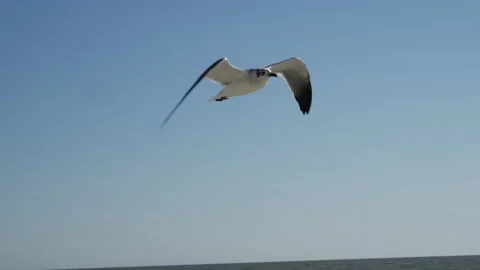Close up view of a seagull flying by with open wings Stock Footage 152891900