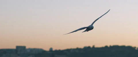 Close up view of a seagull flying over a european city harbor at sunset. Stock Footage 147567649