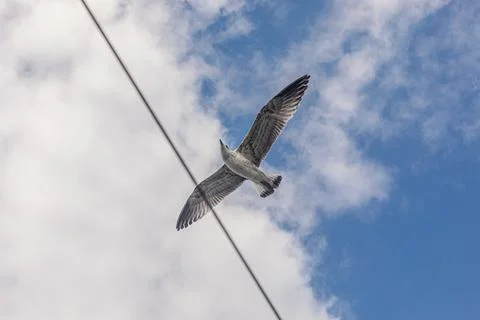 Close Up View of Seagull Flying Under Clouds and Blue Sky Foto stock