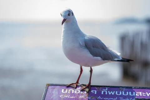 Close up view of seagull 스톡 사진