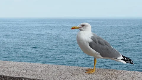 Close-up view of seagull in port Hercules at sunset, calm sea on background Stock Footage 268497670
