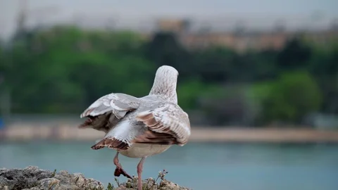Close view of a seagull on the sea coast. Stockbeeldmateriaal 112604351