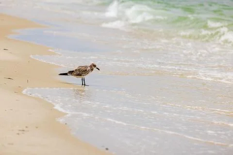 Close up view of seagull standing on sandy beach with Atlantic Ocean wave Stock Photos