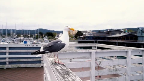 Close-up view of a seagull standing seaside Video stock 97776785