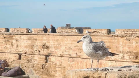 Close up view seagull walking on wall of castle in Essaouira 스톡 동영상 89661201