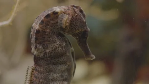 Close up view of seahorse Stock Footage 241018026