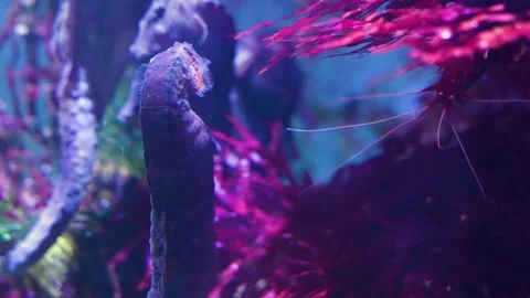 Close view of seahorse Stock Footage 261443831
