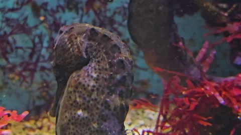 Close view of a seahorse Stock Footage 264139478