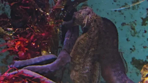 Close up view of seahorse Stock Footage 264294115