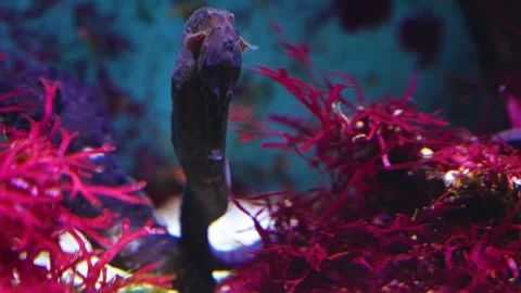 Close up view of seahorse Stock Footage 267556223