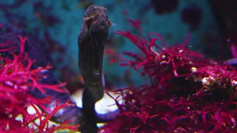 Close view of a seahorse  Stock Footage 267734780