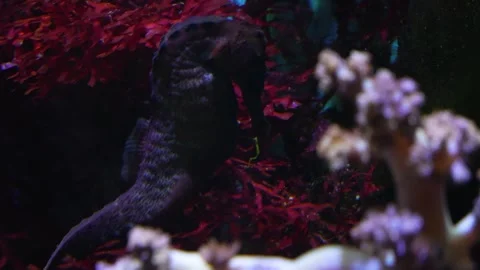 Close view of seahorse  Stock Footage 278014546