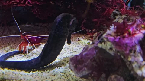 Close view of a seahorse  Stock Footage 294412381