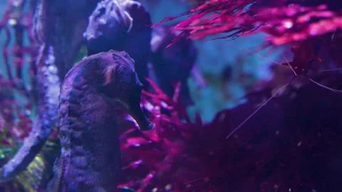 Close up view of seahorses floating  Stock Footage 261393968