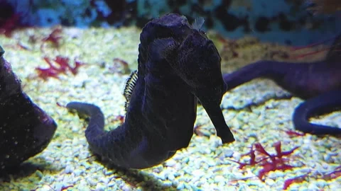 Close view of  seahorses Stock Footage 272674575