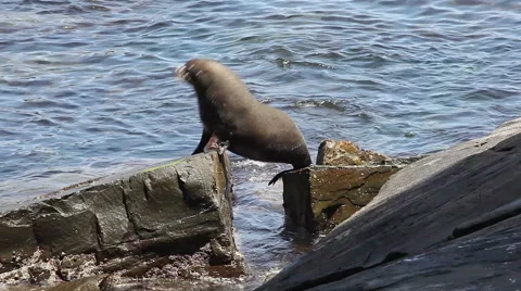 Close-up view of a seal moving across rocks at the coast Stock Footage 45876005