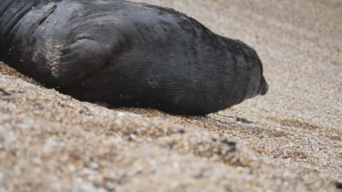A close up view of a seal taking rest on the beach. Stock Footage 276977846
