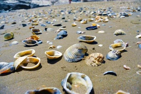 Close up view on seashells on the beach in the sand in sunny day Stock-Fotos