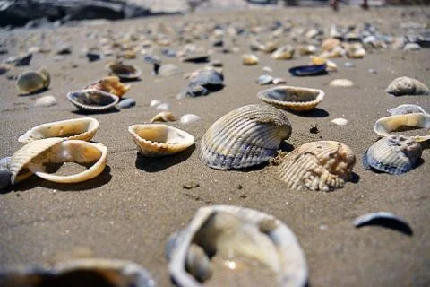 Close up view on seashells on the beach in the sand in sunny day Stock Photos