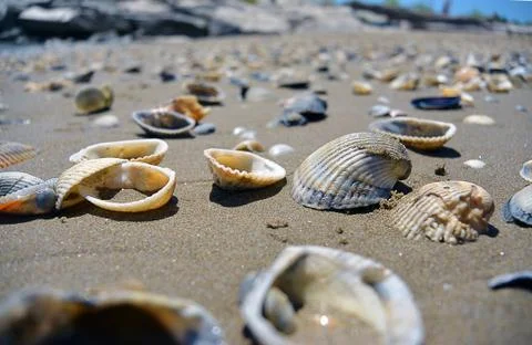 Close up view on seashells on the beach in the sand in sunny day Stock Photos