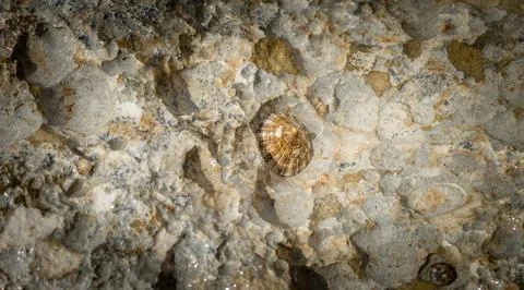 Close-up view of seashells resting on sunlit rocks at a Cyprus beach, capturi Stock Photos