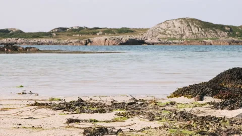 Close up view of seaweed on a beach as waves lap on the shore. Mull, Scotland Stock Footage 138405871