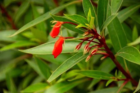 Close up view of Seemannia sylvatica Stock Photos
