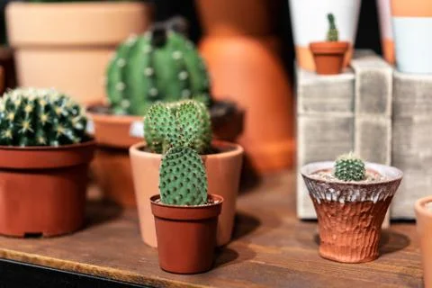 Close up view with selective focus of green succulent in a clay pot in loft Stock Photos