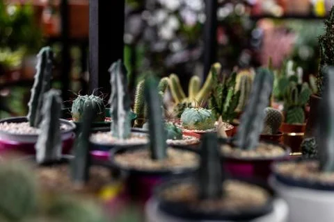 Close up view with selective focus of green succulent in a clay pot in loft Stock Photos