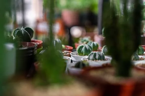 Close up view with selective focus of green succulent in a clay pot in loft Stock Photos