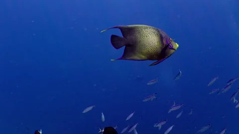 A close-up view of a Semicircle Angelfish in the deep blue ocean Stock Footage 255815894