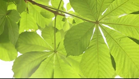 Close up view to the semitransparent chestnut tree leaf Vídeos de archivo 7540961