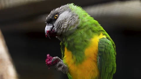 Close view of a senegal parrot Stock Footage 258959719