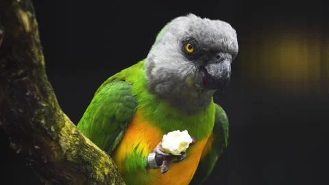 Close view of a senegal parrot Stock Footage 258960558