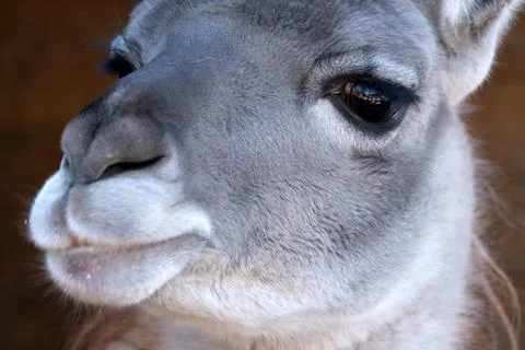 Close-up view of a serene llama basking in gentle sunlight Foto stock