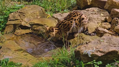 Close view of a Serval cat Stock Footage 252620068
