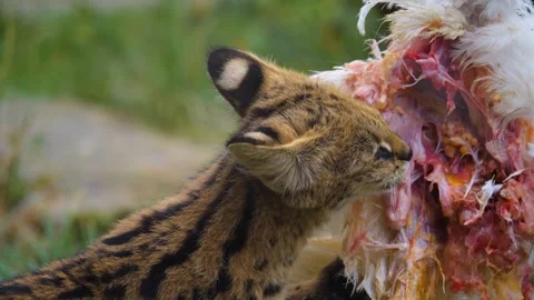 Close view of a Serval cat Stock Footage 257036077