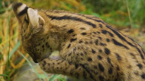 Close view of a Serval cat Stock Footage 257229097