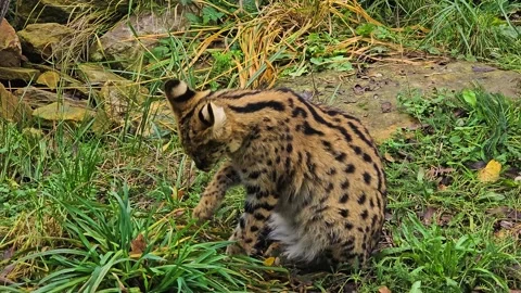 Close view of Serval cat  Stock Footage 257346189