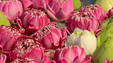 Close up view of several blooming and budding sacred lotus flowers, also kn.. Stock Footage 324939157