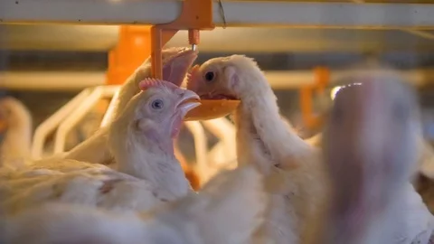 A close-up view on several broilers gathered at a nipple drinker. Stock Footage 84508285