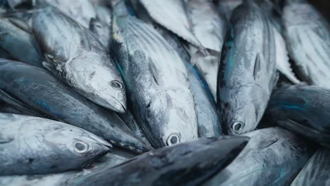A close-up view of several fresh tuna fish stacked. Video stock 328027036