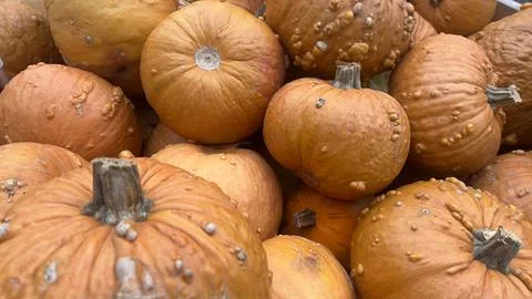 A close-up view of several orange pumpkins with unique, bumpy textures piled  Stock Photos