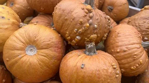 A close-up view of several orange pumpkins in a fall harvest Stock Photos