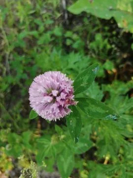 Close view of several red clover heads.summer Stock Photos